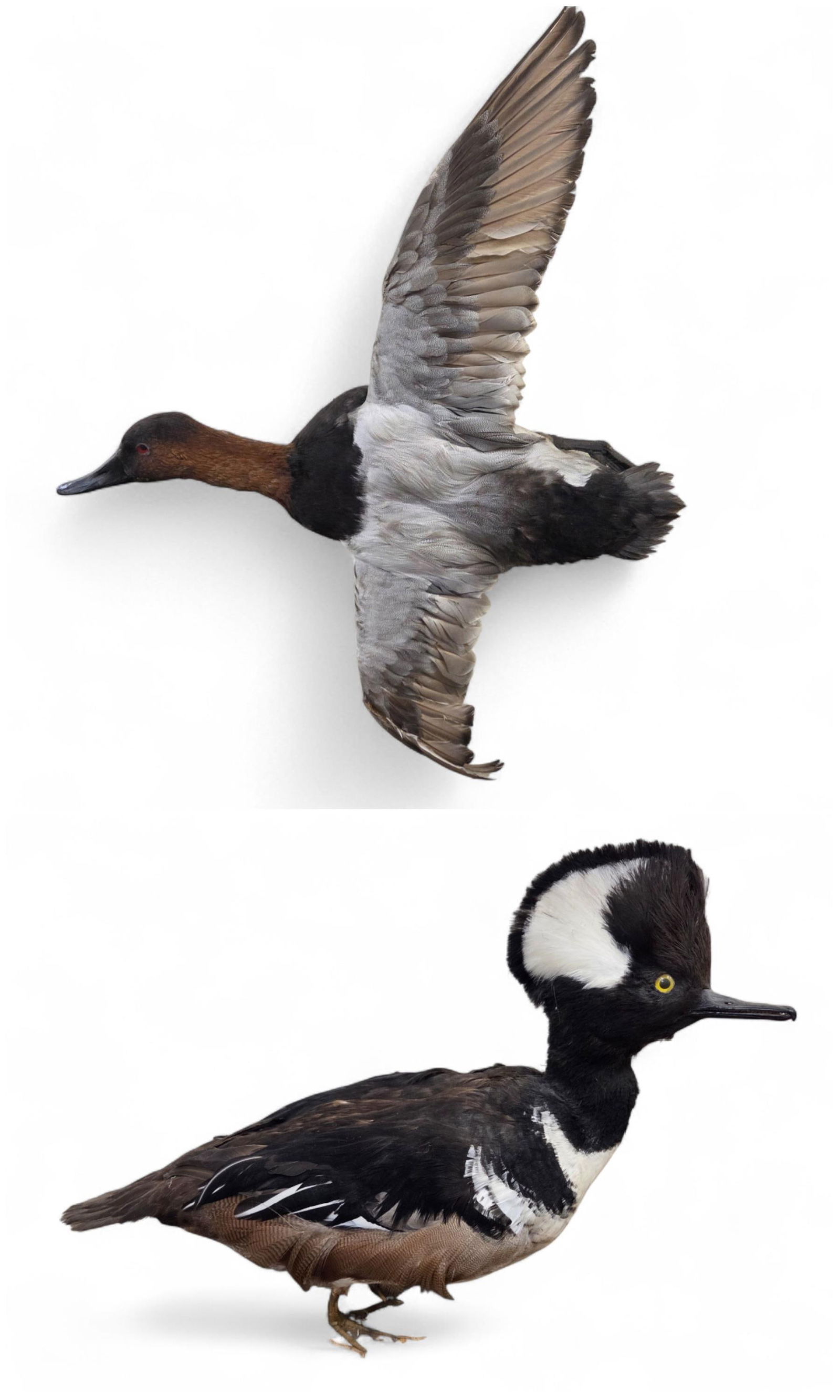 Canvasback & Hooded Merganser taxidermy mount.: Canvasback and Hooded Merganser taxidermy mount. ++ Canvasback in flight 27" x 20" x 5". ++ Standing Hooded Merganser on wood mount. 10 1/2" x 13" x 6". Condition: Damage to one wing. Damaged feet