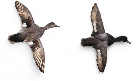 Gadwall & Lesser Scaup taxidermy mount in flight.