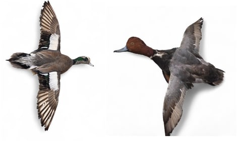 Wigeon Drake & Redhead taxidermy flight mounts.