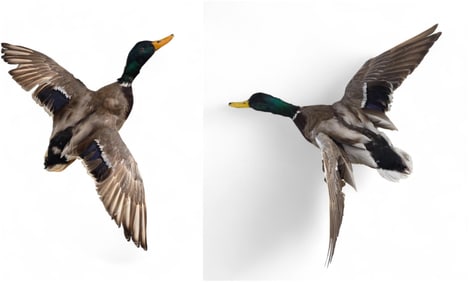 2 Mallard Drake taxidermy.