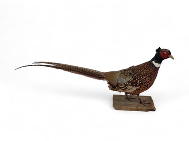 Ringneck pheasant taxidermy.