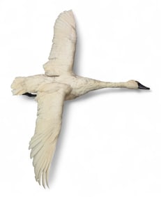 Tundra Swan taxidermy mount