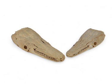 2 Alligator Gar Fish skulls.