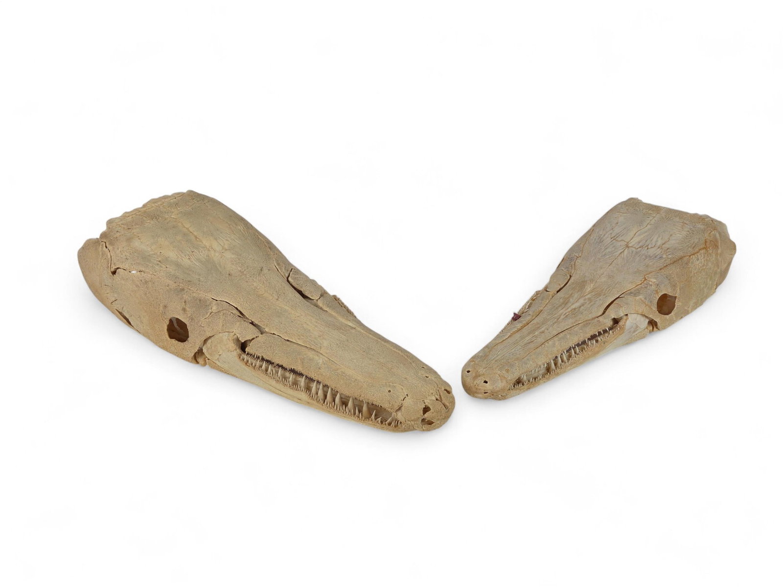 2 Alligator Gar Fish skulls.: A group of two Alligator gar fish skulls. Largest: 7" x 23" x 9 1/2".