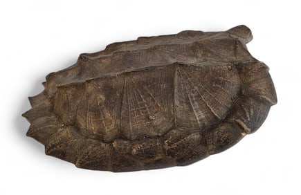 Alligator snapping turtle shell.