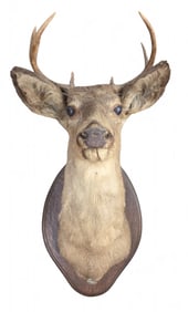 8 Point White Tail Deer taxidermy head mount
