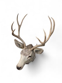 8-Point Mule deer shoulder mount.