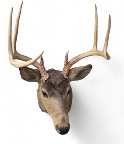 8-Point Deer shoulder mount.