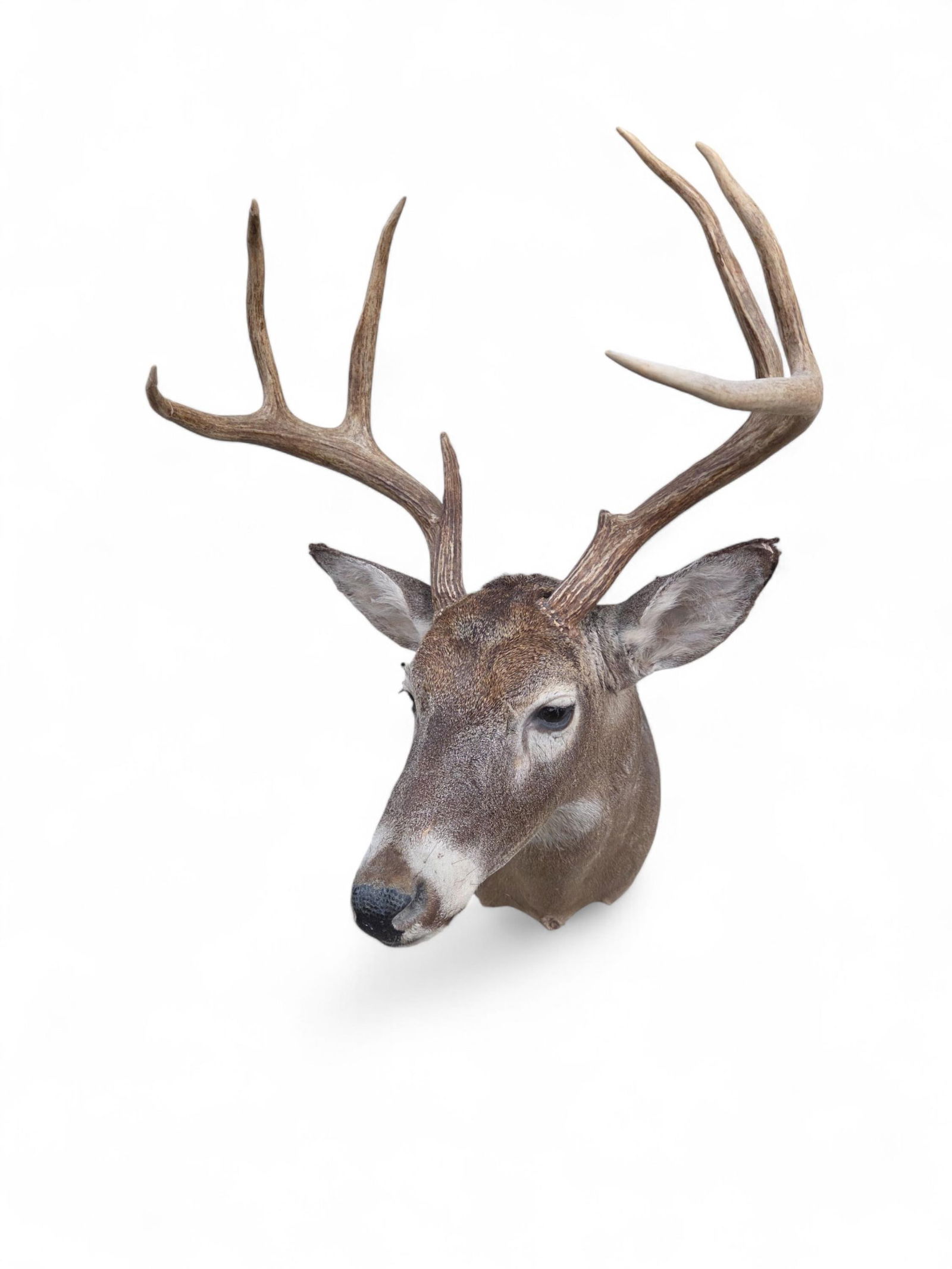 7-Point Whitetail Deer shoulder mount.: A seven-point Whitetail deer shoulder mount. 33" x 19" x 25". Condition: Damage to ears.