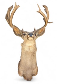 13 Point Mule Deer taxidermy head mount