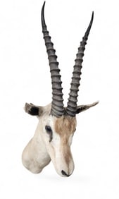African Gazelle taxidermy shoulder mount