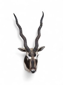 Blackbuck Antelope shoulder mount.