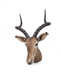 Impala shoulder mount.