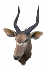 Nyala atelope shoulder mount.