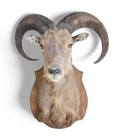 Aoudad sheep shoulder mount.
