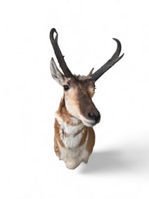 Pronghorn shoulder mount.