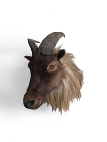 Himalayan tahr shoulder mount.