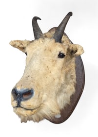 Mountain Goat taxidermy head mount