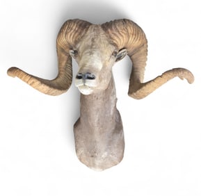 Bighorn sheep shoulder mount.