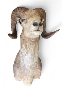 Bighorn sheep shoulder mount.