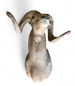 Bighorn sheep shoulder mount.