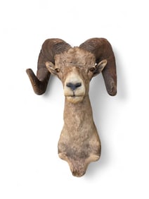 Bighorn sheep shoulder mount.