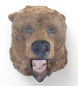 Brown bear shoulder mount.