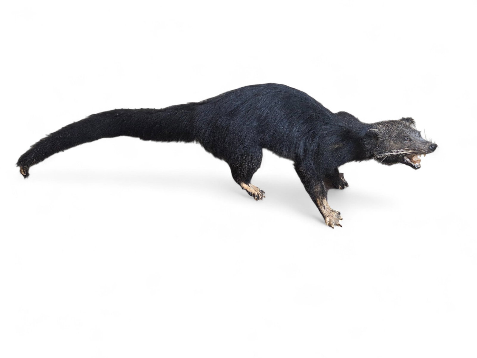Fisher taxidermy.: A Fisher taxidermy. 17" x 49" x 15". Condition: Damage to tail, surface dirt.