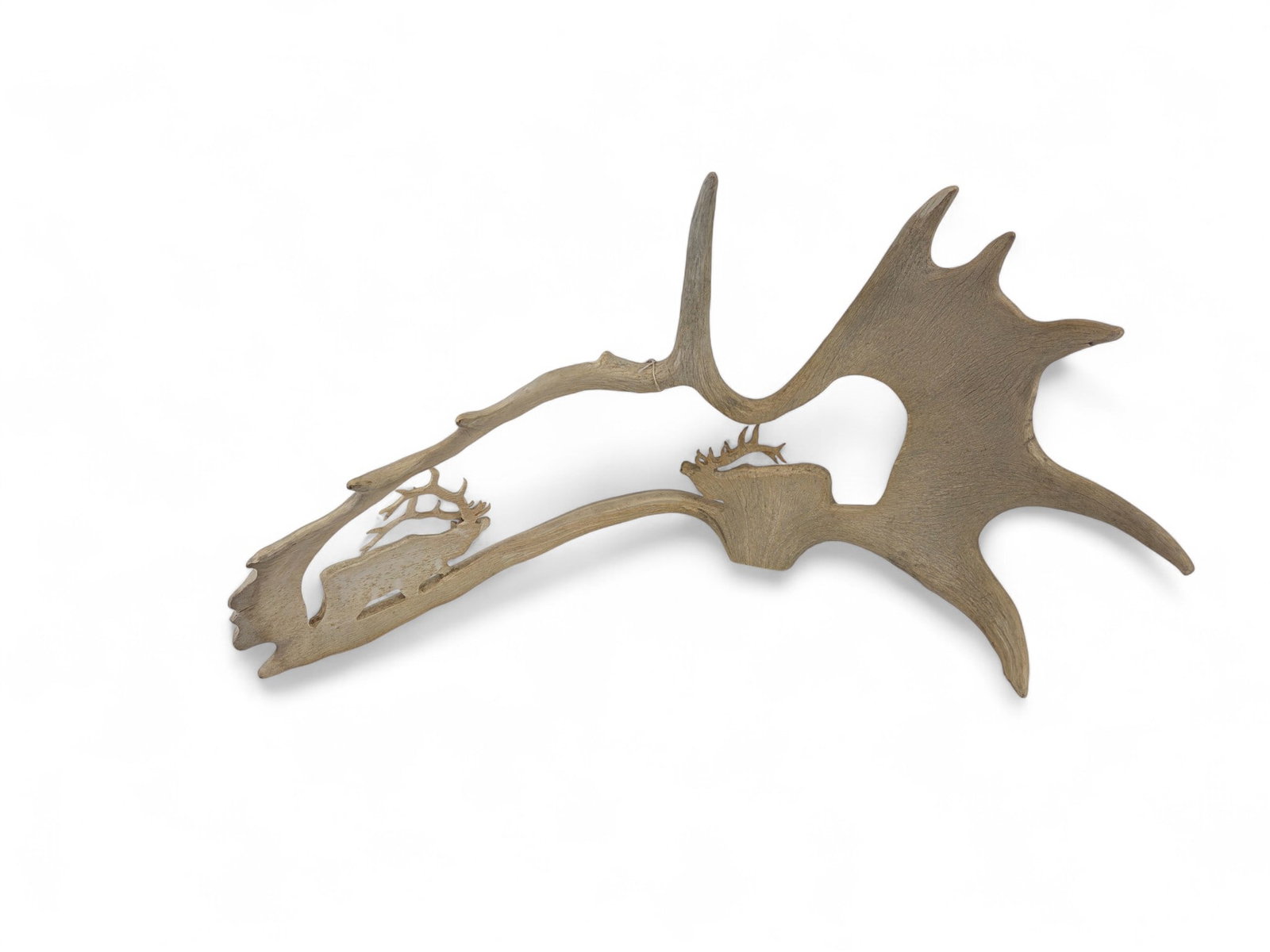 Carved moose antler depicting of two elk: A carved moose antler depicting of two elk. 17" x 30"