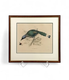 Blue-Headed MotMot. 1841.