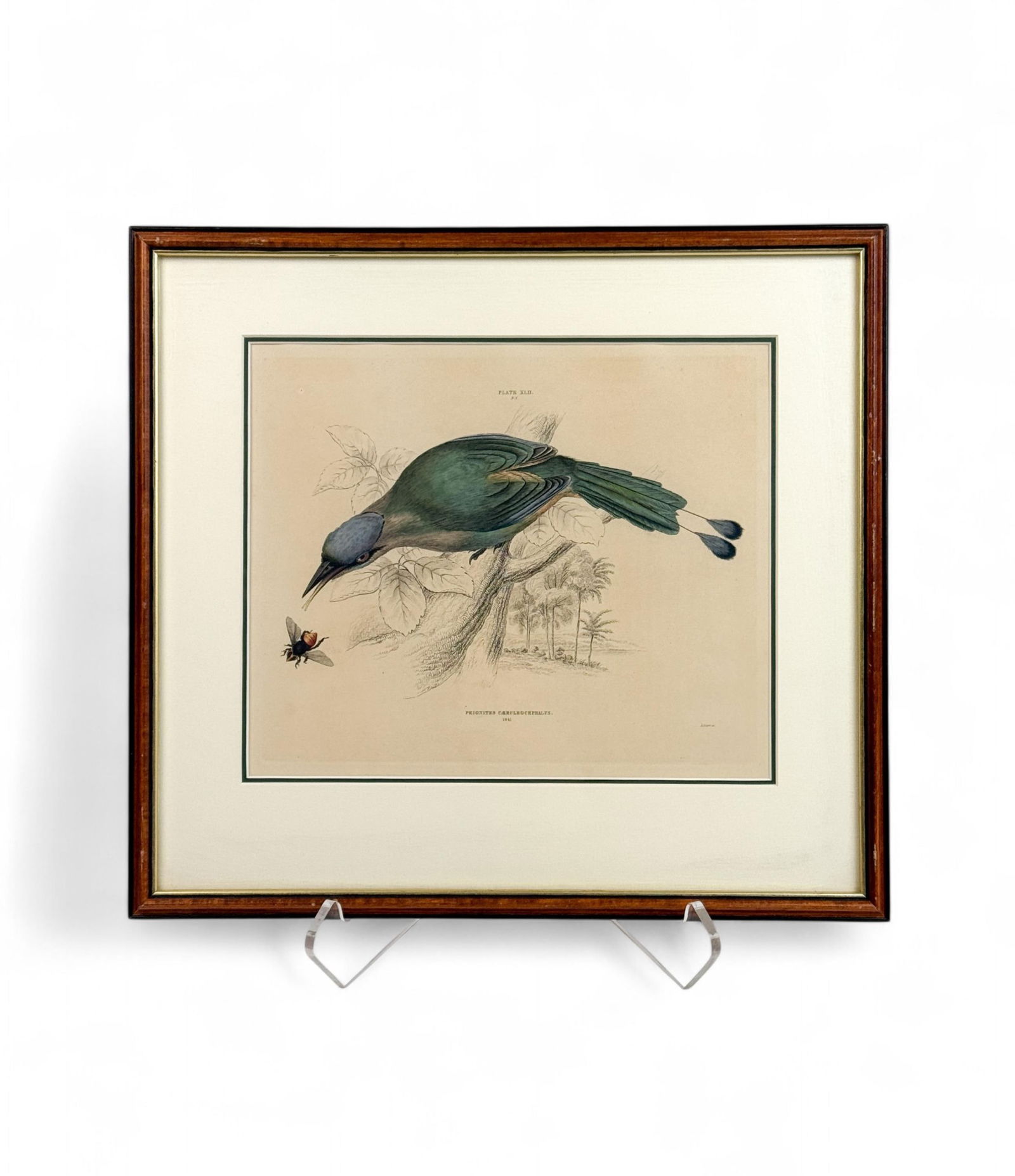 Blue-Headed MotMot. 1841.: [Naturalist] Blue-Headed MotMot, from the book "Illustrastions of Birds" for John Gould by Edward Lear. . Hand colored etching, plate number XLII. Plate size: 10 3/4" x 8 3/4". Frame size: 15" x 16 1/