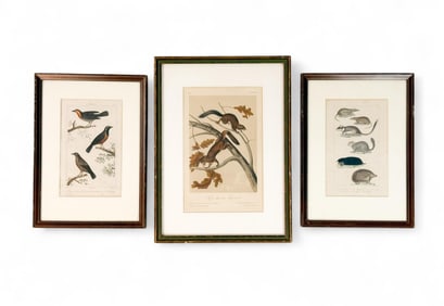 Group Of Naturalist Prints