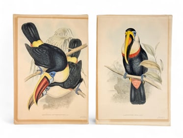 Two Gould Prints of Toucans