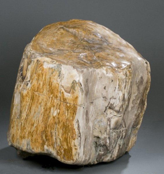 Petrified wood log.: A petrified wood log, polished. Origin: Ancient Javanese Rainforests, Indoesia. Age: 225 million years old. 28"h x 26"diam.