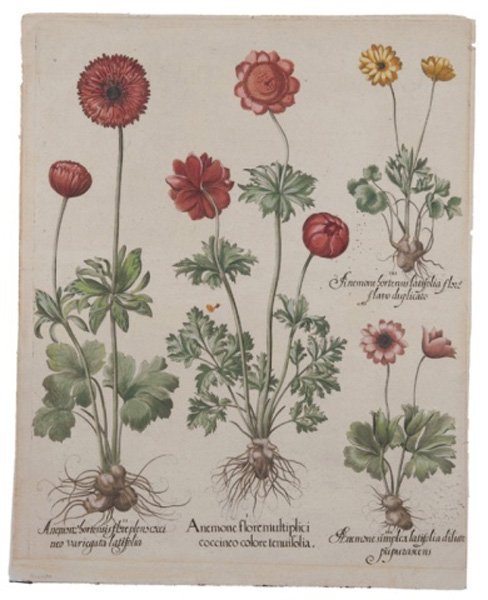 Basilius Besler botanical print hand colored.: Besler, Basilius (Ger., 1561-1629). A print of anemones. Hand colored on laid paper. 20 1/2" x 16 1/8".