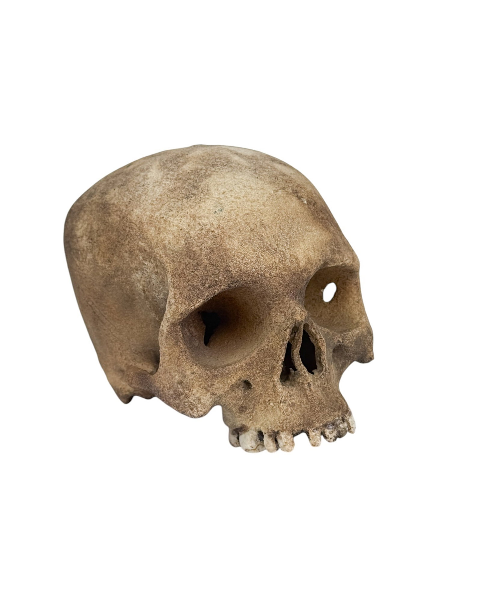 Japanese ceramic skull okimono.: A Japanese ceramic realistic skull okimono. 4 3/4" x 4 1/2" x 6 1/2".