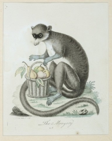 George Edwards, "The Mongooz", 18th Century: Edwards, George (England, 1694-1773), "The Mongooz" from Gleanings of Natural History. Hand-colored engraving. 1754. Signed, titled, and dated in the plate. Framed and matted under glass. Simple carve