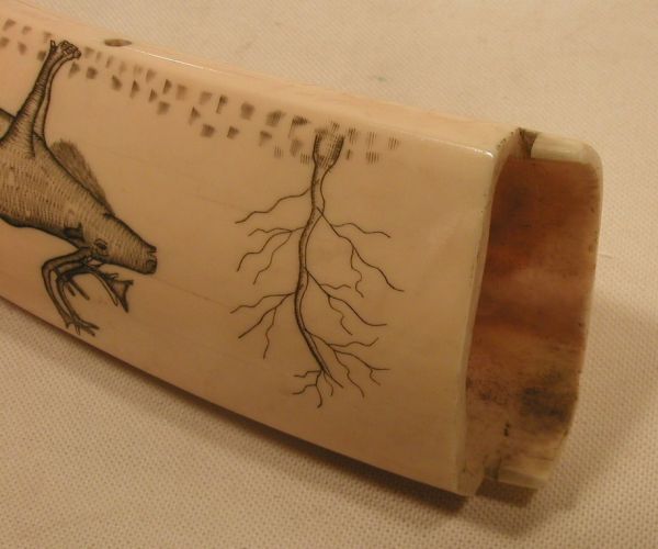 Eskimo engraved Walrus tusk cribbage boa - 8