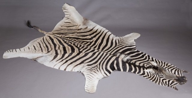 African Zebra skin: A large African zebra skin. 118 1/2"l x 74"w. Condition: A few small patch repairs to underside of skin. Minor wear to the hind quarters. VIRGINIA BUYERS ONLY