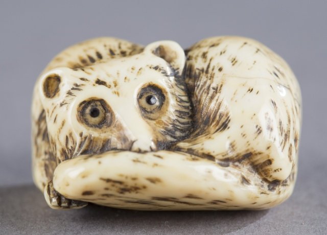 A Japanese ivory netsuke in the form of a badger.: A Japanese ivory netsuke in the form of a badger. c.1800. A curled up badger with snout resting on tail. Himotoshi on bottom. 3.7cm w x 3.42cm deep. Provenance: The Humphrey collection Houston, Texas.