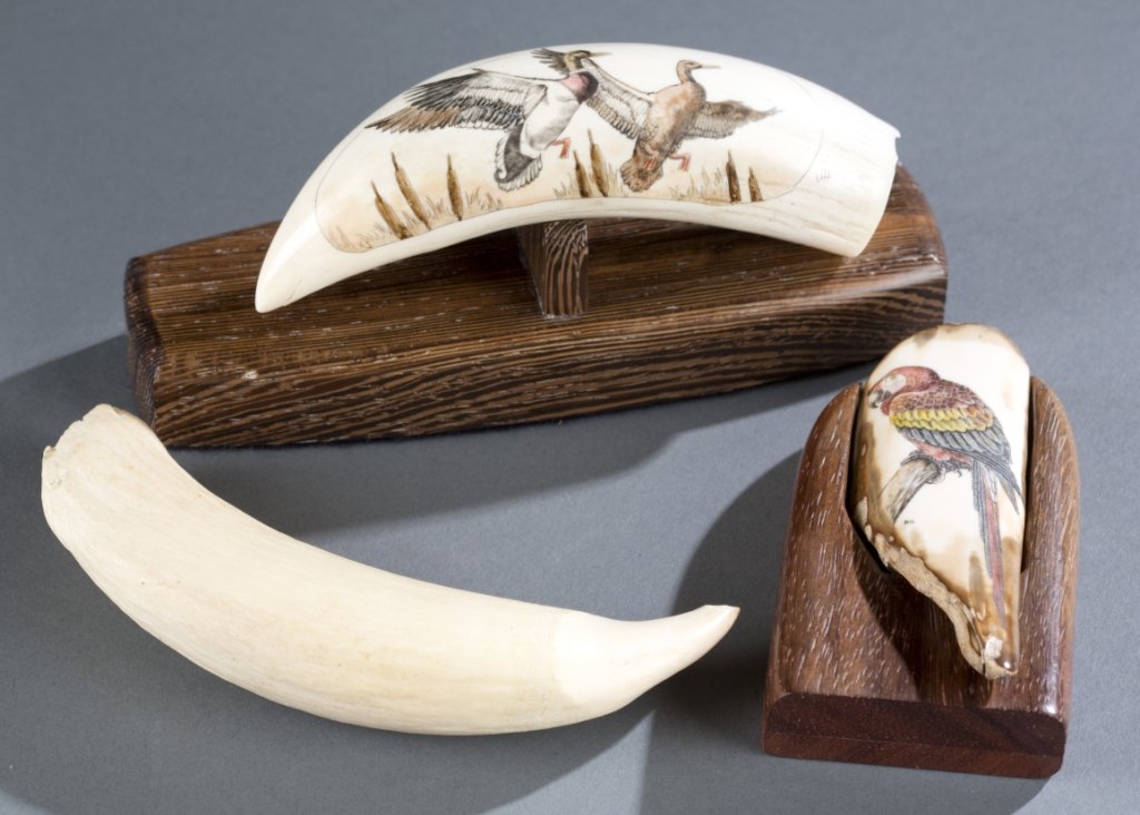 Group of 3 carved and painted scrimshaw, bird dec.: A group of 3 carved and painted pieces of scrimshaw. ++ Undecorated whale tooth. 5" x 1 1/2". Tooth section with parrot & wooden stand. Ivory: 3 7/8" x 1 1/4". Stand: 3 7/8" x 2 1/8". ++ Whale tooth w