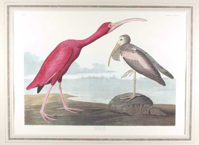 J.J. Audubon, "Scarlet Ibis", c.1873. (1 of 3)