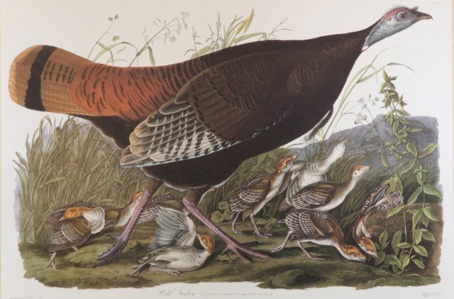 Audubon, Female Wild Turkey.: Audubon, James John (Haiti, 1785-1851). Female Wild Turkey. Published within The Birds of America, Amsterdam Edition. 1972 Off-set Color Lithograph. 67.3 x 100.3 cm.
