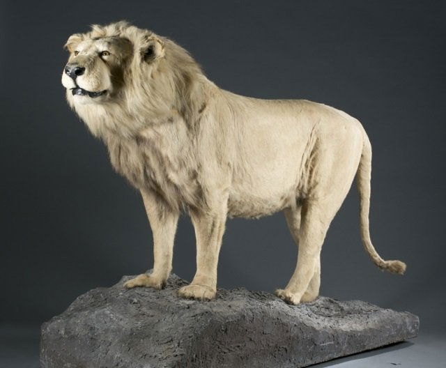Full body male African lion taxidermy mount. (1 of 9)