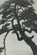 2 Japanese woodblock prints, Shiro & Koitsu. - 3