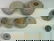 442: Thai Sawankhalok Stoneware Covered Boxes - 2
