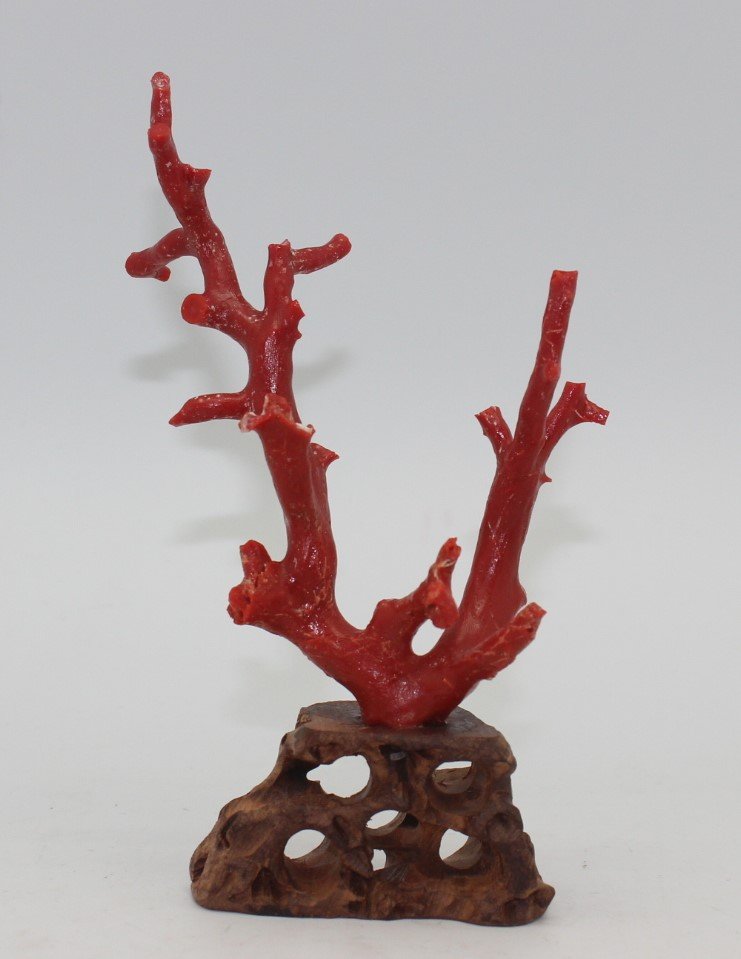 OX BLOOD CORAL BRANCH: 5 3/4" WITH WOOD BASE