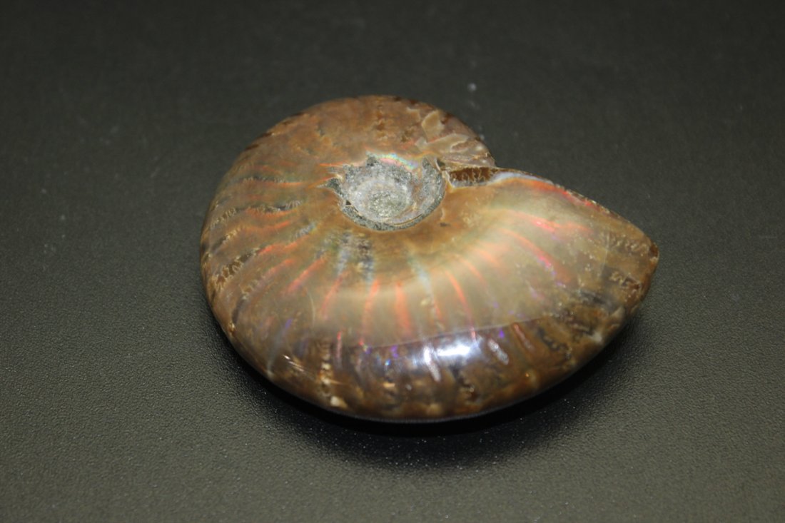 FOSSIL OPALIZED AMMONITE (1 of 3)