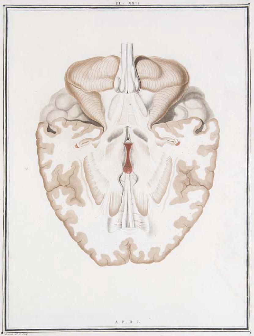 Vicq d'Azyr, Félix Traité d'anatomie et de physiologie (1 of 1)