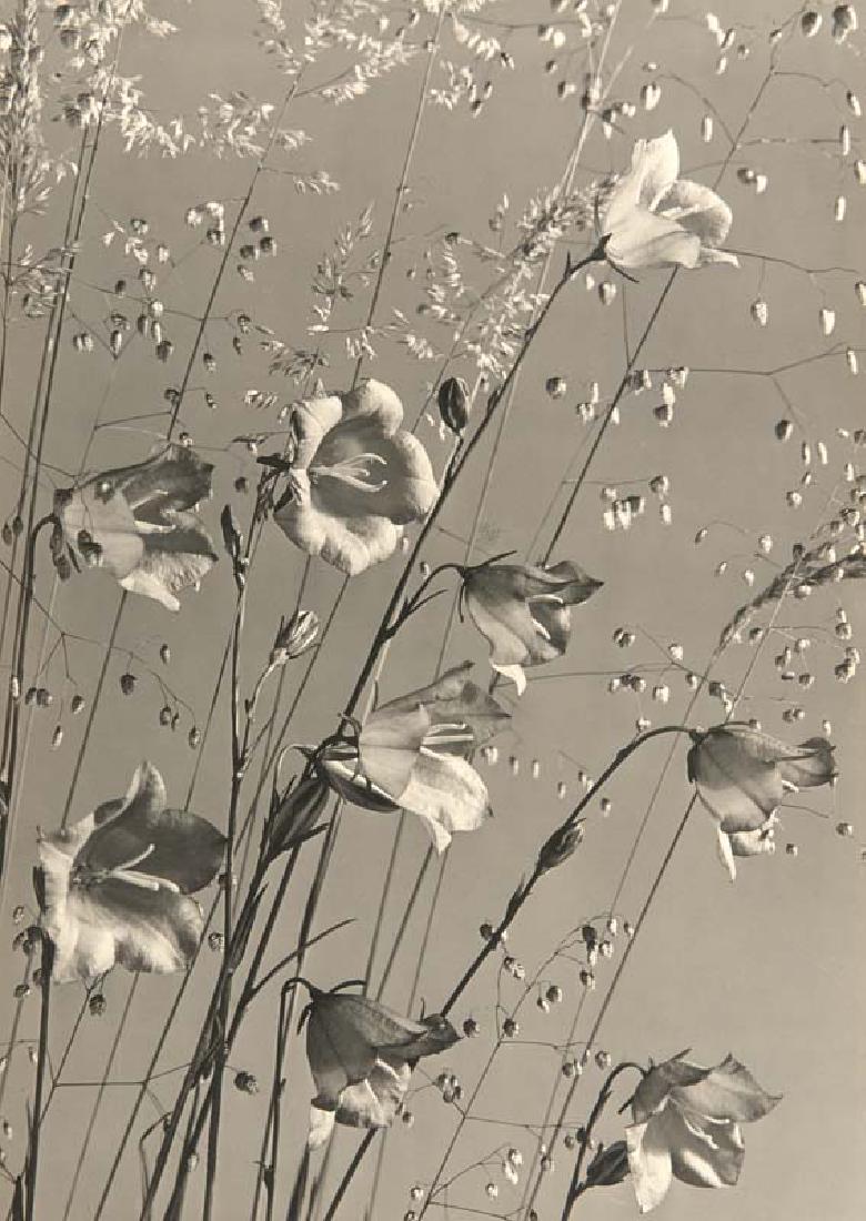Baur, MaxGlockenblumen und Ziergras. Um 1940. (1 of 1)
